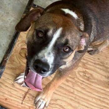 DEE -  Mixed Breed Dog for Adoption in Fernandina Beach, Florida - DEE | PetCurious