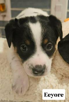 Chihuahua and Miniature Pinscher Dogs Available for Adoption - Eeyore | PetCurious