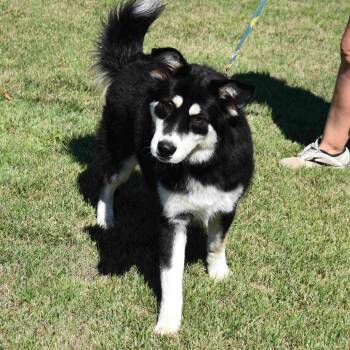 Rescue Husky Dogs for Adoption in Searcy, Arkansas - Cassie | PetCurious