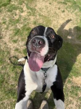 Pit Bull Terrier and Mixed Breed Dogs Available for Adoption in Aliquippa, Pennsylvania - JANIE | PetCurious