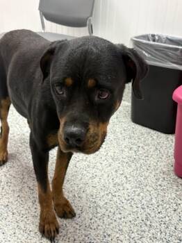 Ember -  Rottweiler Dog for Adoption in Providence Forge, Virginia - Ember | PetCurious