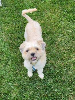 Eddie -  Shih Tzu and Poodle Dog for Adoption in Brockport, New York - Eddie | PetCurious