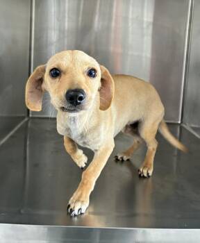 Sam -  Chihuahua and Terrier Dog for Adoption in New York, New York - Sam | PetCurious