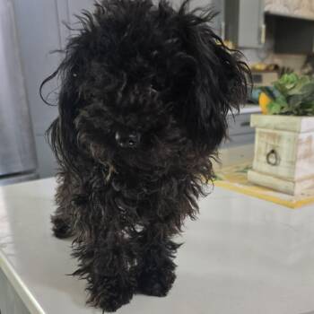 Peppy -  Poodle Dog for Adoption in Zaleski, Ohio - Peppy | PetCurious