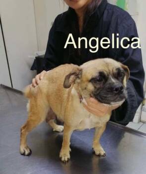 Rescue Pug and Mixed Breed Dogs for Adoption in Severance, Colorado - Angelica | PetCurious