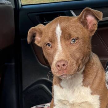 Mixed Breed Dogs Available for Adoption - Venus | PetCurious