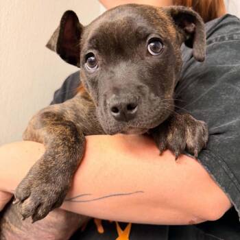 Raywiz (Daisy) -  Mixed Breed Dog for Adoption in Edwardsville, Illinois - Raywiz (Daisy) | PetCurious