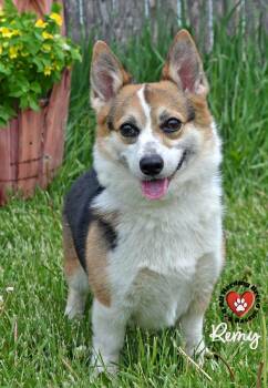 Pembroke Welsh Corgi Dogs Available for Adoption in Joliet, Illinois - Remy | PetCurious