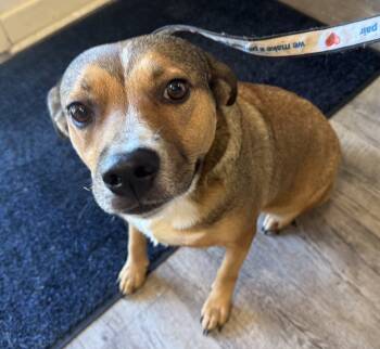 Rescue Shepherd Dogs for Adoption in Troy, Alabama - Publix | PetCurious