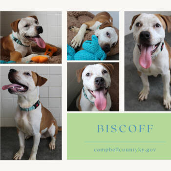 Rescue Mixed Breed Dogs for Adoption in Melbourne, Kentucky - Biscoff | PetCurious