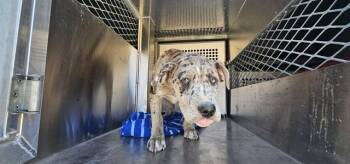 American Staffordshire Terrier and Mixed Breed Dogs Available for Adoption - RAZZEL | PetCurious