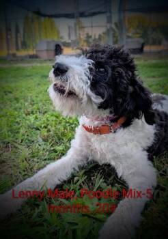 Lenny -  Poodle Dog for Adoption in Mauston, Wisconsin - Lenny | PetCurious