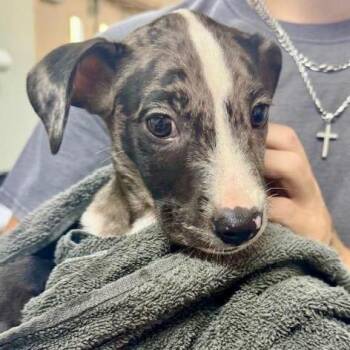 Lulu -  Catahoula Leopard Dog and Mixed Breed Dog for Adoption in Pawling, New York - Lulu | PetCurious