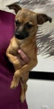 Sanchez -  Chihuahua Dog for Adoption in Dawson, Georgia - Sanchez | PetCurious
