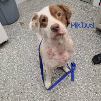 Rescue Spaniel Dogs for Adoption in Parkersburg, West Virginia - Bandit | PetCurious
