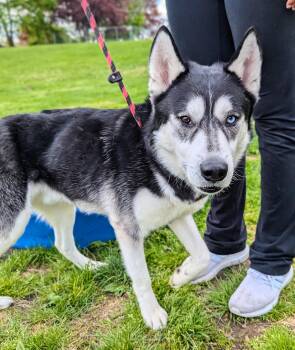 Siberian Husky Dogs Available for Adoption in New Windsor, New York - River | PetCurious