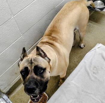 AMINA -  Presa Canario Dog for Adoption in St. Louis, Missouri - AMINA | PetCurious