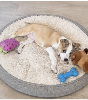 Latte -  Cattle Dog and Shepherd Dog for Adoption in Euless, Texas - Latte | PetCurious