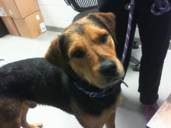 A1268801 -  German Shepherd Dog and Mixed Breed Dog for Adoption in Charlotte, North Carolina - A1268801 | PetCurious