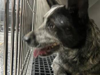 Mixed Breed Dogs Available for Adoption - LALA | PetCurious