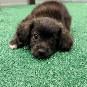 Charger -  Chihuahua Dog for Adoption in Henderson, Nevada - Charger | PetCurious