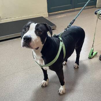 Jug -  Pit Bull Terrier Dog for Adoption in Pasadena, California - Jug | PetCurious