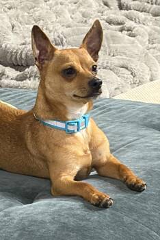 Rescue Chihuahua and Rat Terrier Dogs for Adoption in Sanford, North Carolina - Felipe | PetCurious