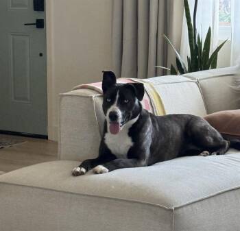 Pit Bull Terrier and Mixed Breed Dogs Available for Adoption - JULIETA | PetCurious