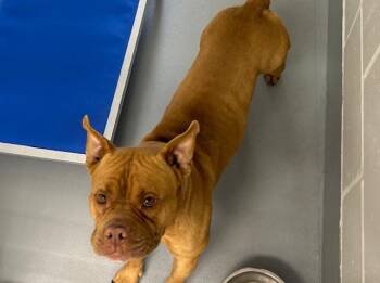 Pit Bull Terrier Dogs Available for Adoption in Ocala, Florida - A382578 | PetCurious