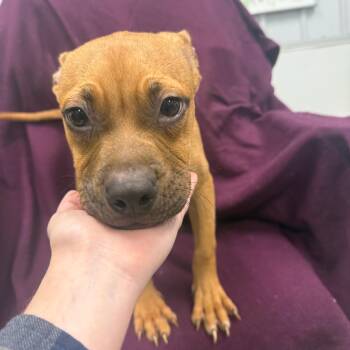 Rescue Black Mouth Cur Dogs for Adoption in Urbana, Illinois - Teddy | PetCurious