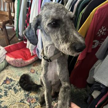 Standard Poodle Dogs Available for Adoption in Hillsborough, North Carolina - Cornelius | PetCurious