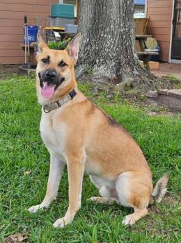 German Shepherd Dog and Belgian Shepherd Malinois Dogs Available for Adoption in Liverpool, Texas - Hanson  | PetCurious