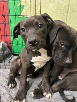 Pit Bull Terrier Dogs Available for Adoption - BAGEIRA | PetCurious