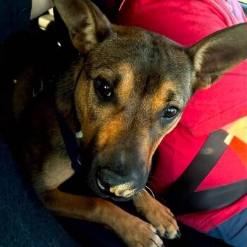 Lenny -  Shepherd and Mixed Breed Dog for Adoption in Tulsa, Oklahoma - Lenny | PetCurious