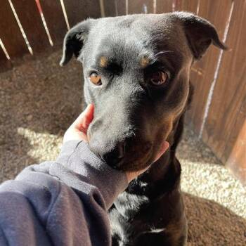 Rottweiler Dogs Available for Adoption - Sybil | PetCurious