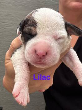 American Staffordshire Terrier Dogs Available for Adoption - Lilly