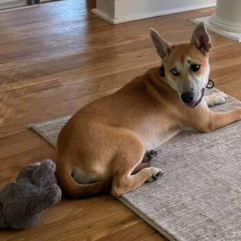Hazelnut -  Husky and Yellow Labrador Retriever Dog for Adoption in Sanford, North Carolina - Hazelnut | PetCurious