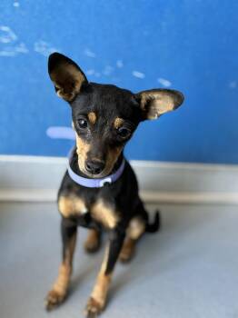 Pixie -  Miniature Pinscher Dog for Adoption in Sacramento, California - Pixie | PetCurious