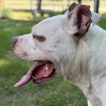 Arnold -  American Bulldog Dog for Adoption in Dayton, Ohio - Arnold | PetCurious