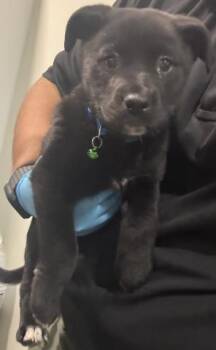 Shepherd Dogs Available for Adoption - Kid -- URGENT! | PetCurious