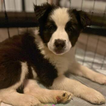 Ginerva -  Mixed Breed Dog for Adoption in Fredericksburg, Virginia - Ginerva | PetCurious