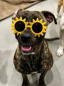 Pit Bull Terrier and Belgian Shepherd Malinois Dogs Available for Adoption in Phoenix, Arizona - Matilda  | PetCurious