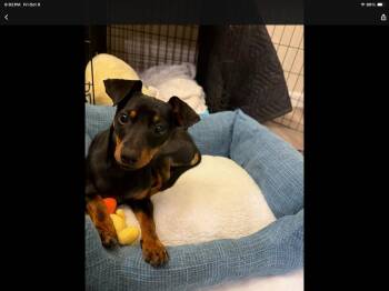 Paisley -  Chihuahua and Dachshund Dog for Adoption in Vancouver, Washington - Paisley | PetCurious