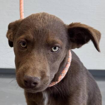 Mixed Breed Dogs Available for Adoption in Parker, Colorado - 602 (2026) Rue | PetCurious