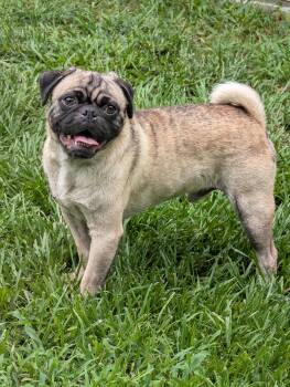 Poki -  Pug Dog for Adoption in Baton Rouge, Louisiana - Poki | PetCurious