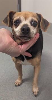 BLUEBELL -  Chihuahua and Parson Russell Terrier Dog for Adoption in Ontario, California - BLUEBELL | PetCurious