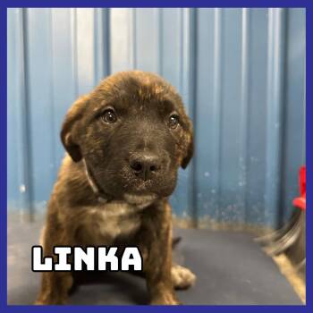 Mixed Breed Dogs Available for Adoption - Linka | PetCurious