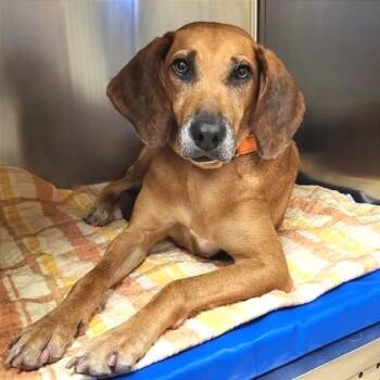 Rescue Mixed Breed Dogs for Adoption in Jacksonville, Florida - Mia | PetCurious