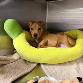 Mixed Breed Dogs Available for Adoption in Cumming, Georgia - Milton | PetCurious