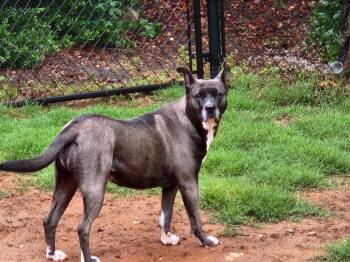 Rescue German Shepherd Dog and Akita Dogs for Adoption in Douglasville, Georgia - Levie | PetCurious